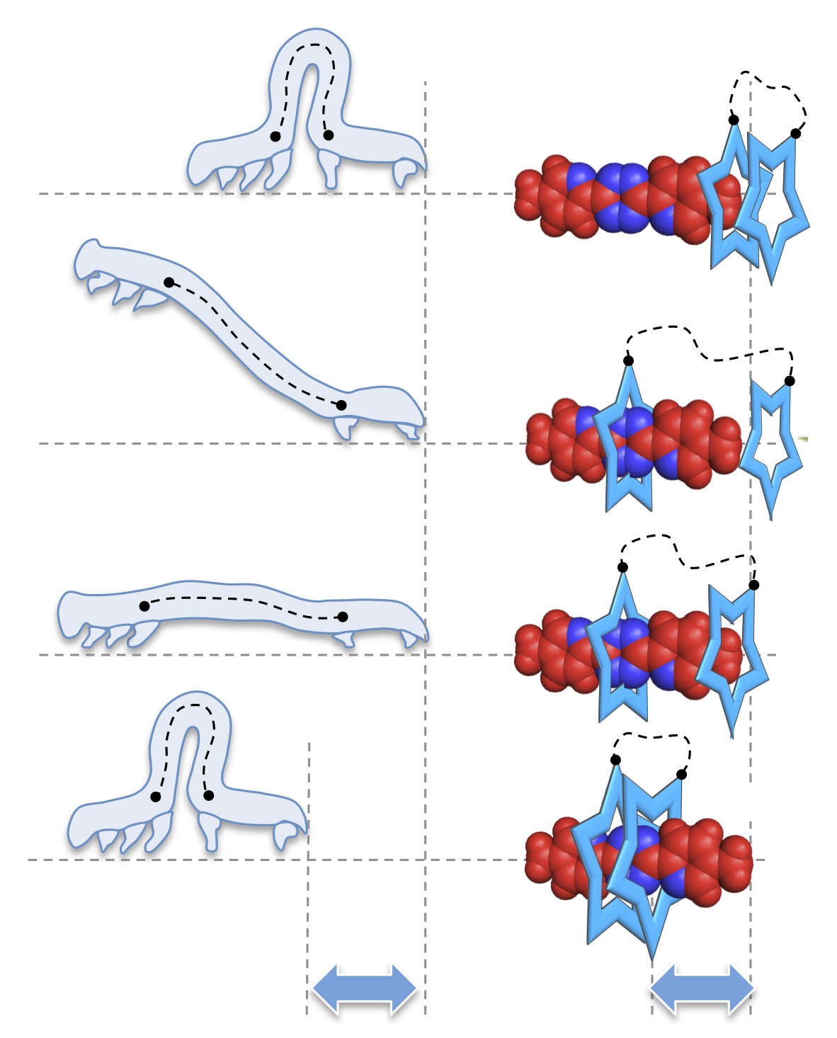 Inchworm movement of two rings switching onto a thread by biased Brownian diffusion: a three-body problem
